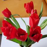 tulipany_kytice