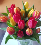 tulipany_mdz